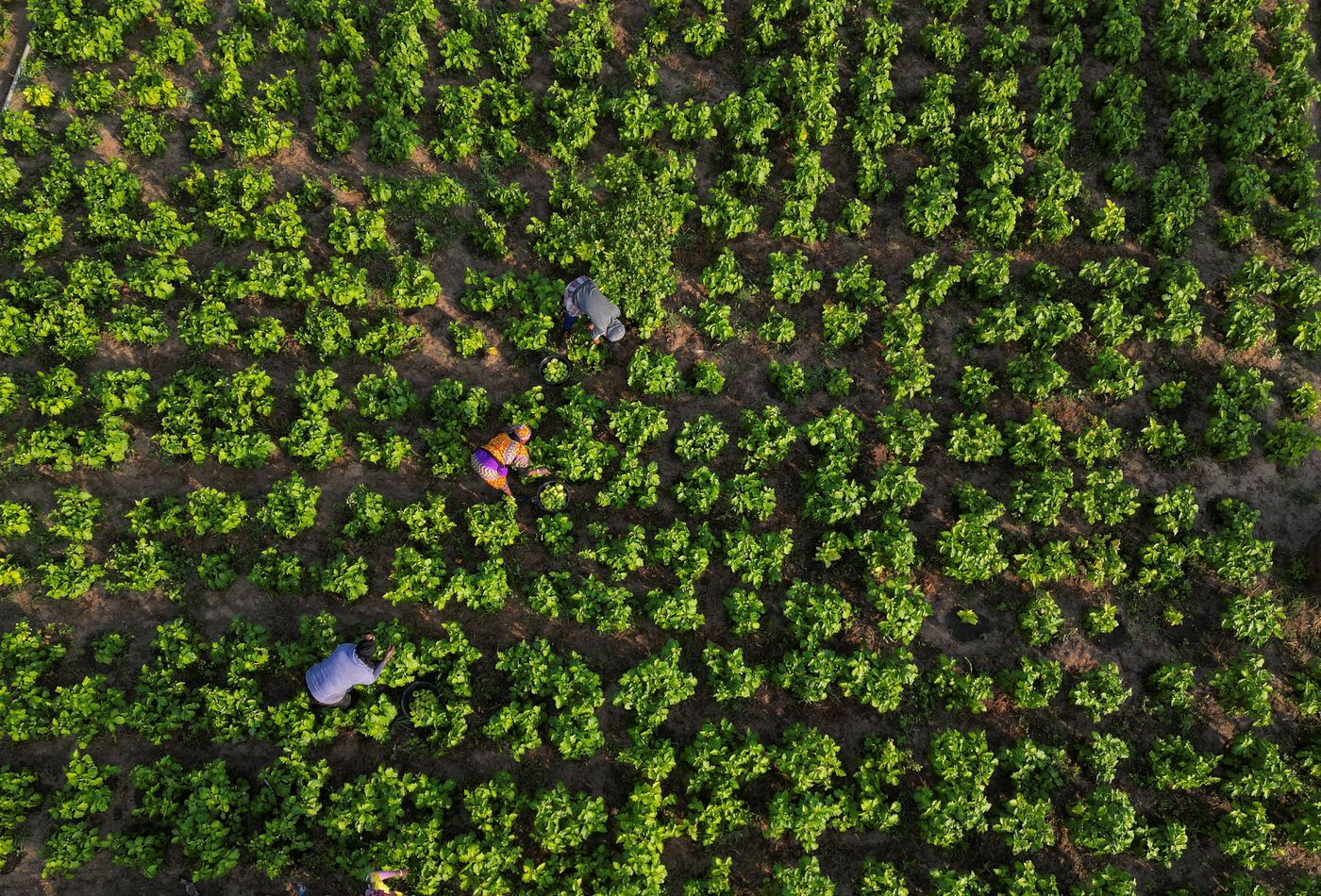 Farm workers gather crops in a field in the Thies region, Senegal, 2023. 