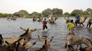 Viehhüter*innen und andere überqueren einen Nebenfluss des Tschadsees zum Dorf N