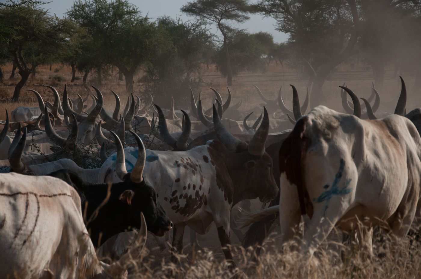 Cattle in West African Niger. Herders are mostly members of the Fulani ethnic group who migrated to Ghana from Burkina Faso, Mali and Niger in the early 20th century.